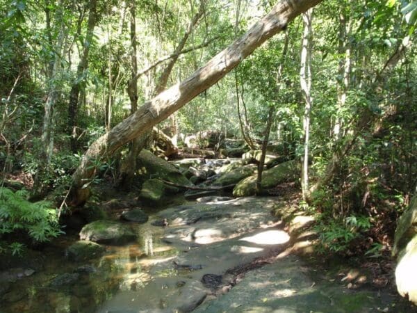 Hikes Bobbin head rainforest walk 600x450
