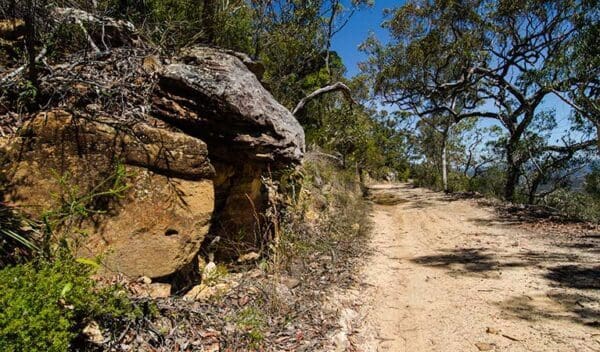Old Great North Road - World Heritage Walk (9km) Canoelands ridge walking track trail hiking australia 600x352