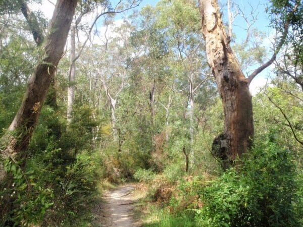 Hikes Epping to pennant hills station 600x450
