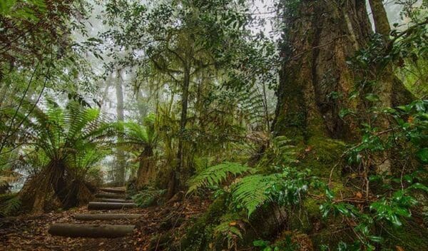 Honeysuckle forest track trail hiking australia 600x352