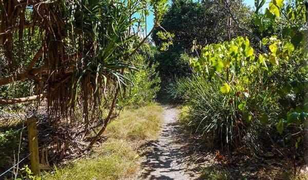 North head walking track trail hiking australia 600x352