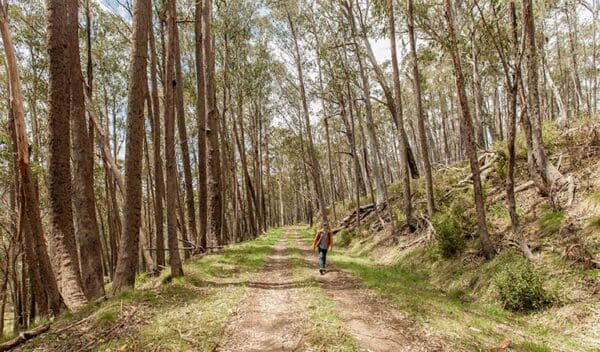 Patons hut walking track trail hiking australia 600x352