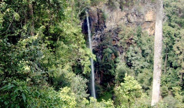Potaroo Falls Walk (900m) Rawson falls walk trail hiking australia 600x352