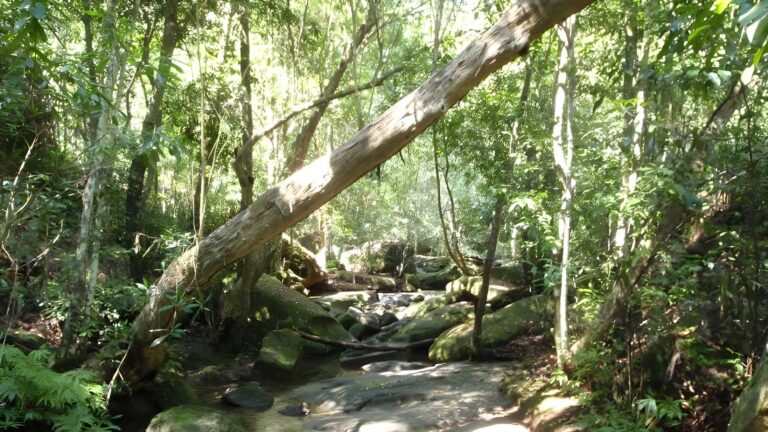 Bobbin head rainforest walk (1. 6km)
