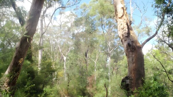 Epping to Pennant Hills Station Walk (5.3km) Epping to pennant hills station walk (5. 3km)