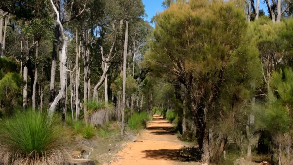 Jarrahdale Balmoral Trail Walk (12km) Jarrahdale balmoral trail walk (12km)