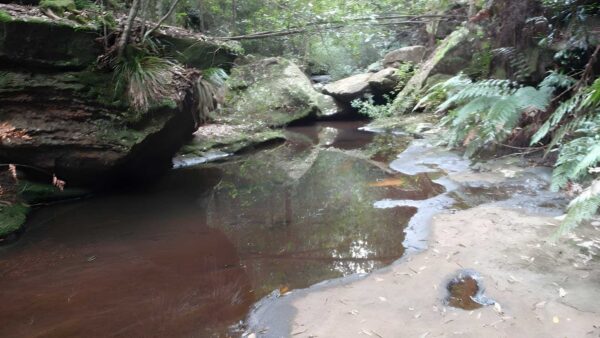 Springwood to faulconbridge hike (11. 5km)