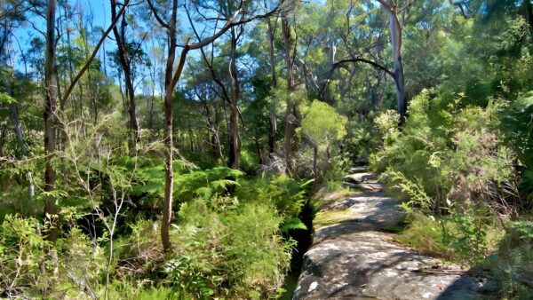 Yeramba lagoon loop track (1. 8km)