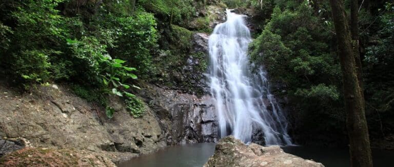 Araucaria Falls Walk (3.6km) Araucaria falls 768x326