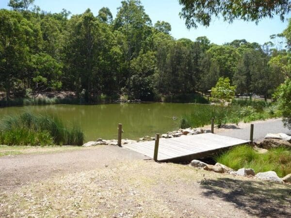 Rainforest Walk to Riverside Park Walk (2km) Blackbutt circuit walk 600x450