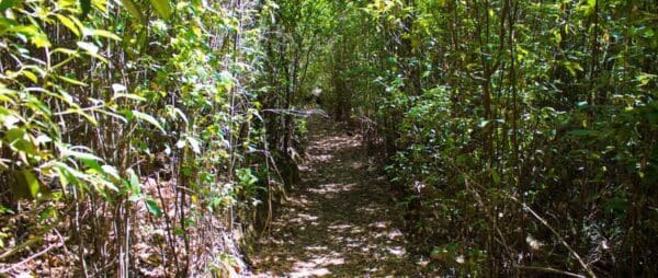 Cascades walk 600x254