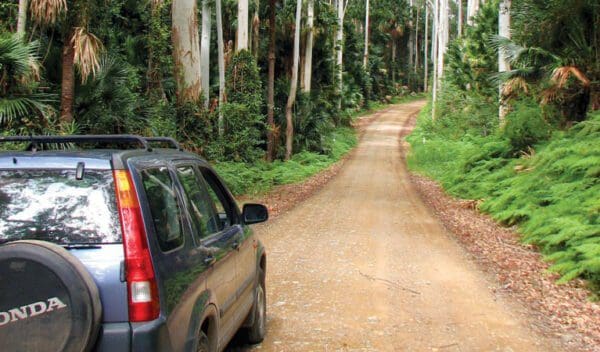 Wallingat forest drive trail hiking australia 600x352
