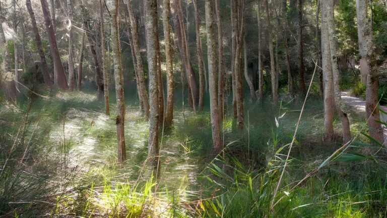 Anabranch Loop Track (1km) Anabranch loop track (1km)