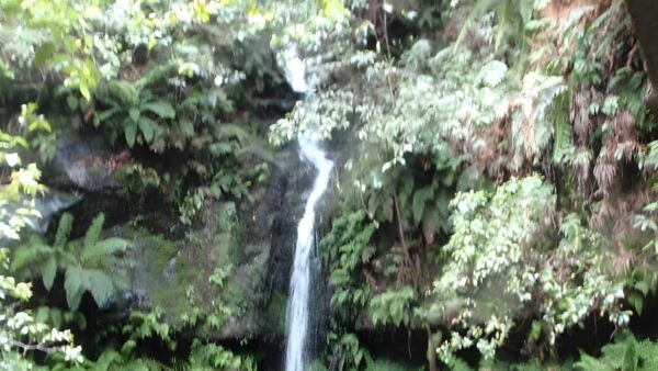 Carrington Park to Marguerite Cascades Walk (1.7km) Carrington park to marguerite cascades walk (1. 7km)