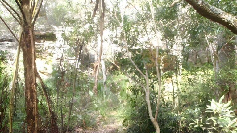 Gordon to hornsby hike (25. 8km)