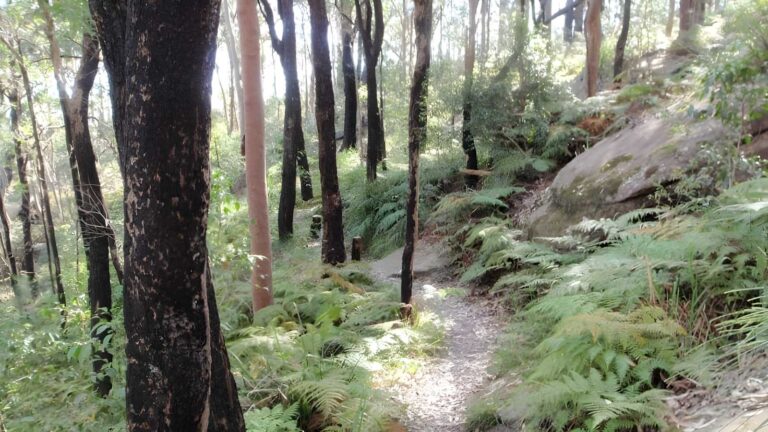 Ironbark & Flannel Flower Circuit Walk (2.1km) Ironbark & flannel flower circuit walk (2. 1km)