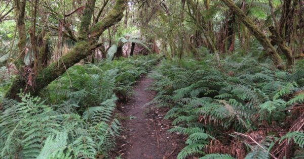 The Coastal Walk (30km) Trail hiking dandenong ranges ridge walk 600x315