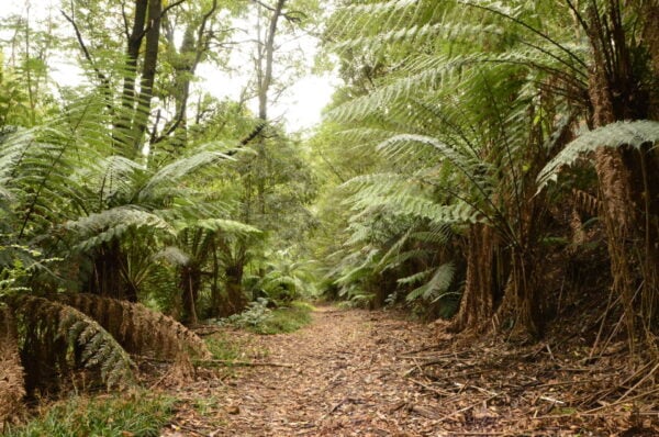 Hikes Trail hiking wirrawilla myrtle gully tanglefoot tracks scaled 600x398