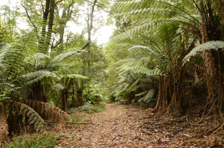 Trail hiking wirrawilla myrtle gully tanglefoot tracks scaled 768x509