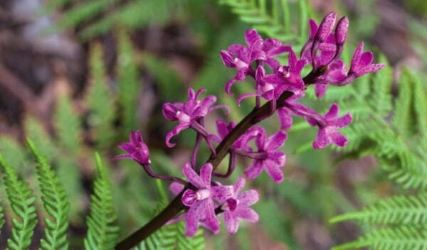 Wollomombi Walking Track (4km) Cassinia walking track trail hiking australia 600x352
