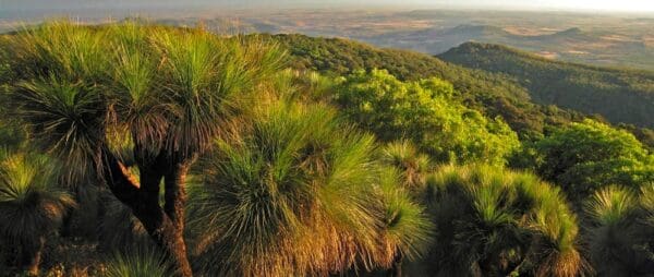 Scenic circuit bunya mountains national park 600x254