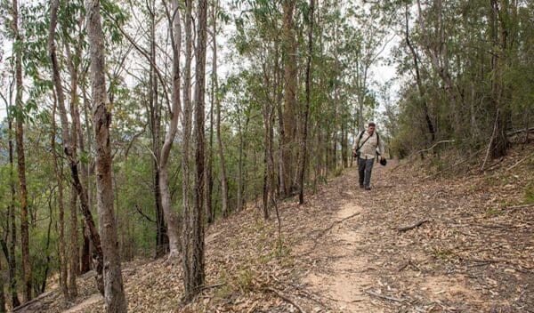 Yango walking track trail hiking australia 600x352