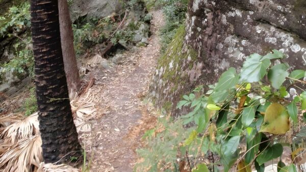 Cabbage Tree Trail Walk (1.7km) Cabbage tree trail walk (1. 7km)