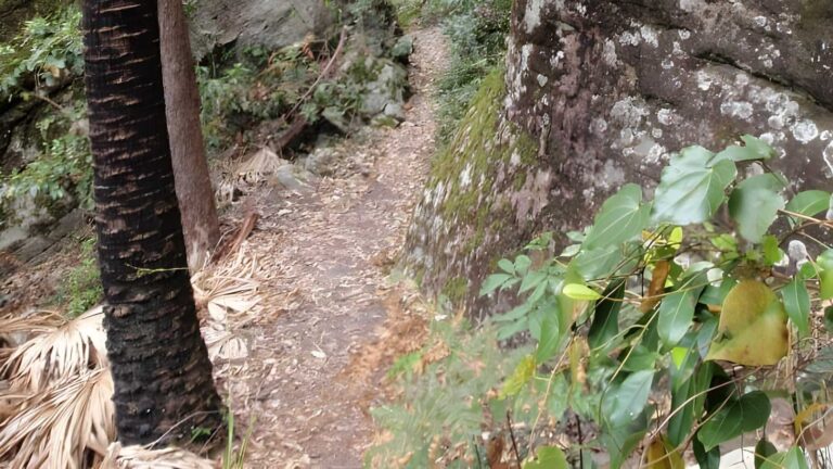 Cabbage tree trail walk (1. 7km)