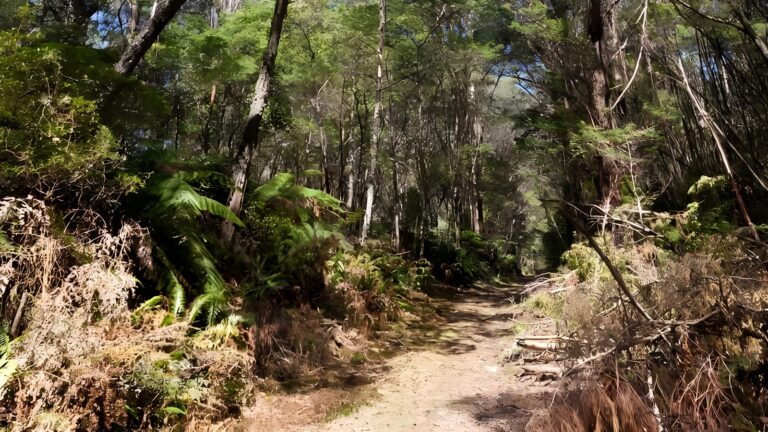 Corn trail walking track (12km)