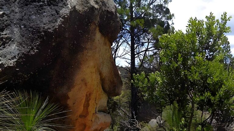 Mystery Face Walking Track (2.6km) Mystery face walking track (2. 6km)