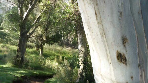 Riverside & golf course walk (3. 3km)