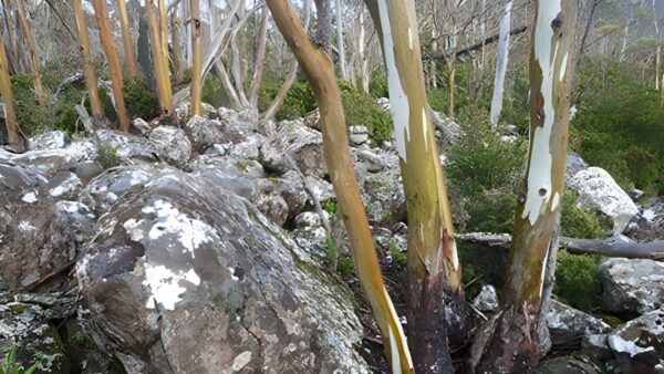 The springs to pinnacle loop hike (9km)