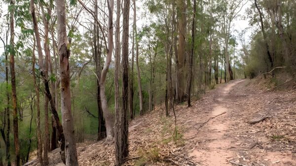 Yango Walking Track (6km) Yango walking track (6km)