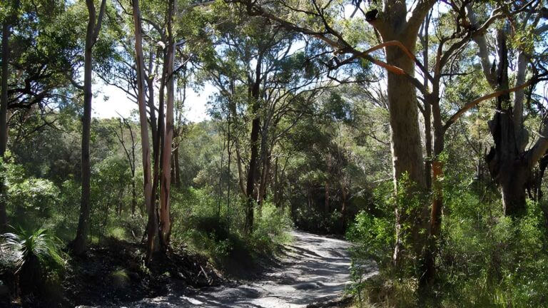 Yondeo Trail Walk (2.5km) Yondeo trail walk (2. 5km)
