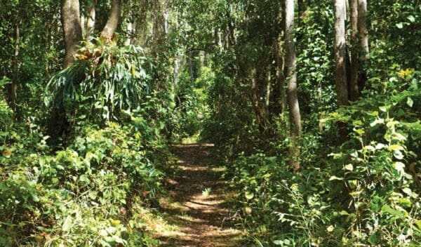 Bundagaree rainforest walk trail hiking australia 600x352
