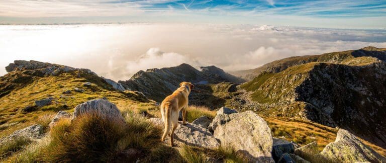 Discover Hiking With Your Dog 2