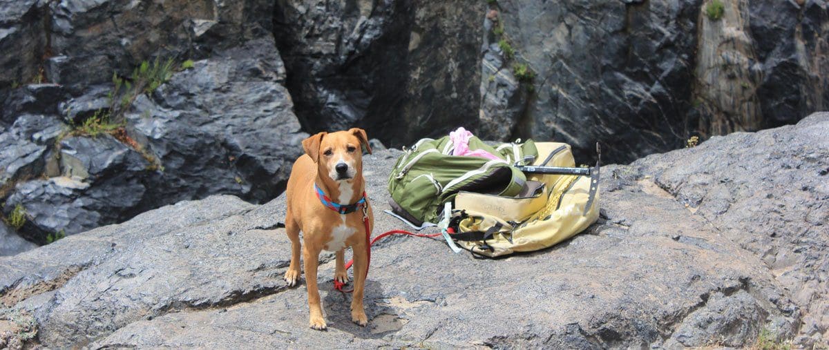 Discover hiking with your dog: Essential tips & gear