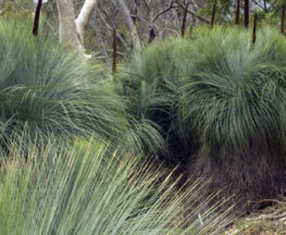 Grass Tree Walk Brisbane Ranges Victoria