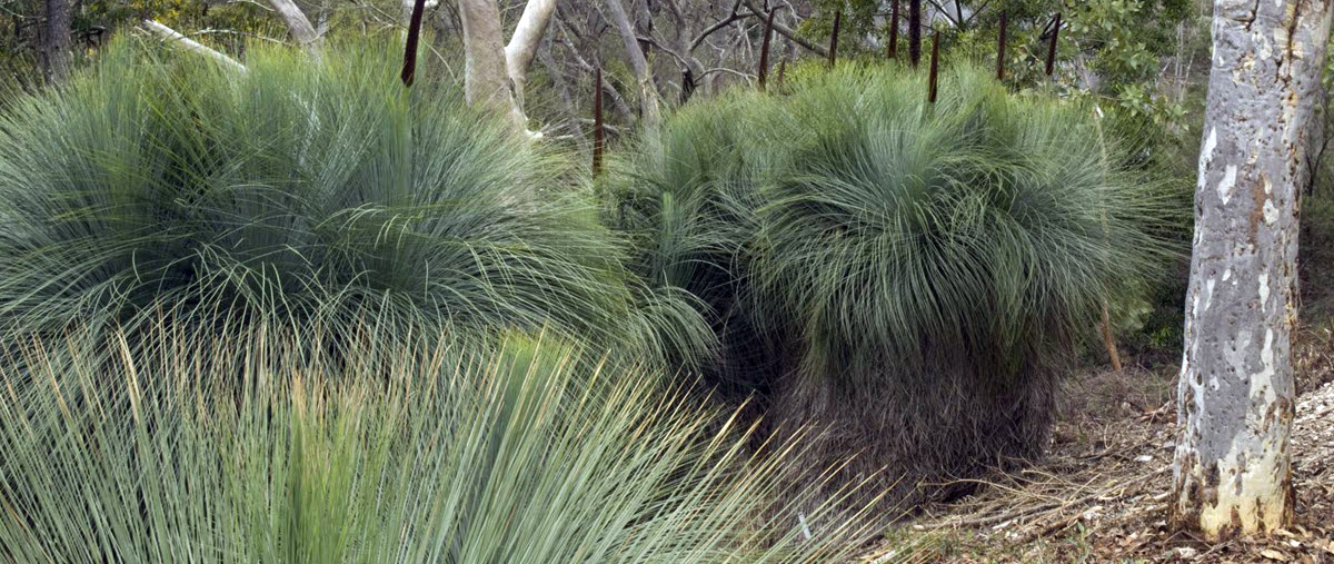 Grass Tree Walk Brisbane Ranges Victoria