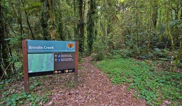 Brindle Creek Walking Track (6km) Helmholtzia loop walking track trail hiking australia 600x352