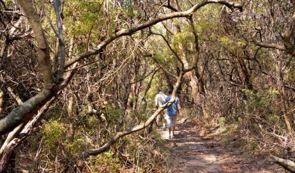 Lyrebird dell walking track trail hiking australia 600x352