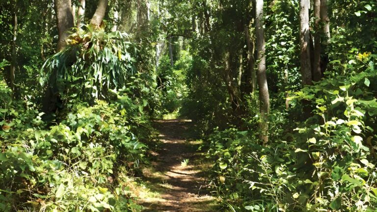 Bundagaree Rainforest Walk (6km) Bundagaree rainforest walk (6km)