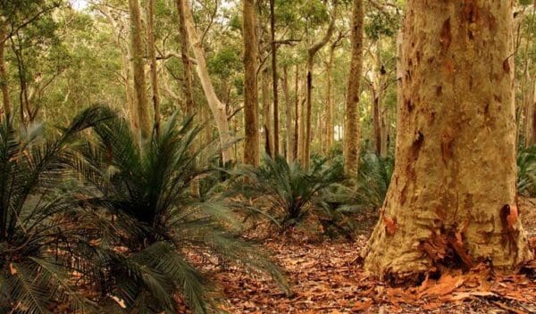 Corn Trail Walking Track (12km) Burrawang walking track 011 600x352