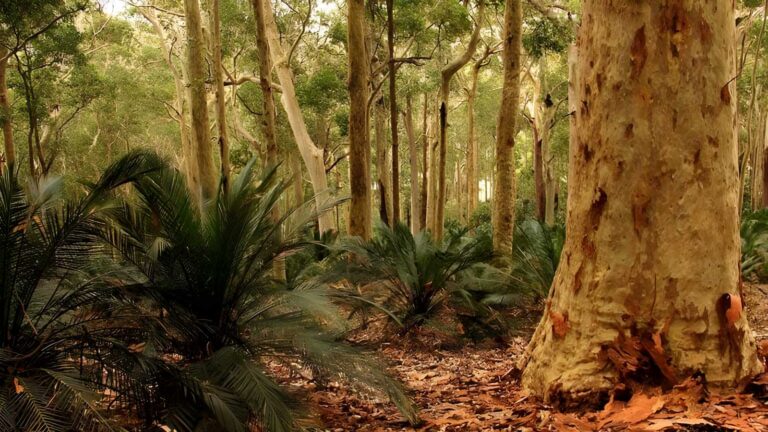 Burrawang walking track (3km)