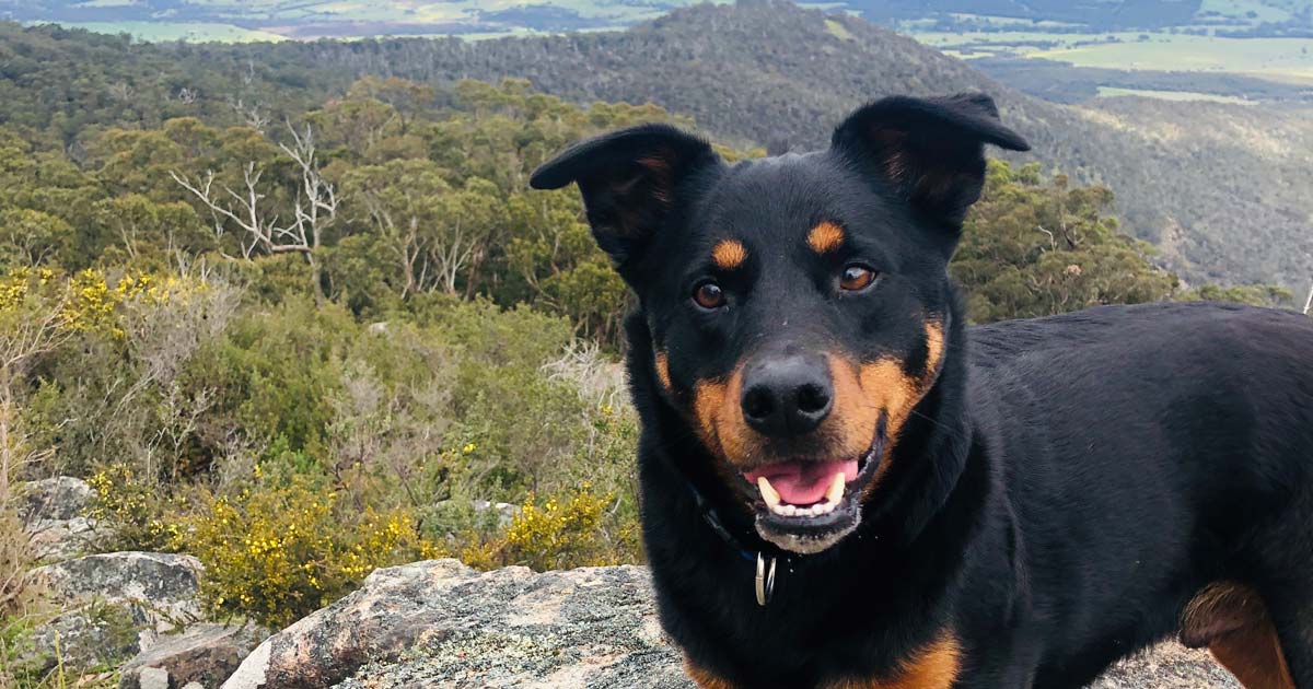 hiking with your dog