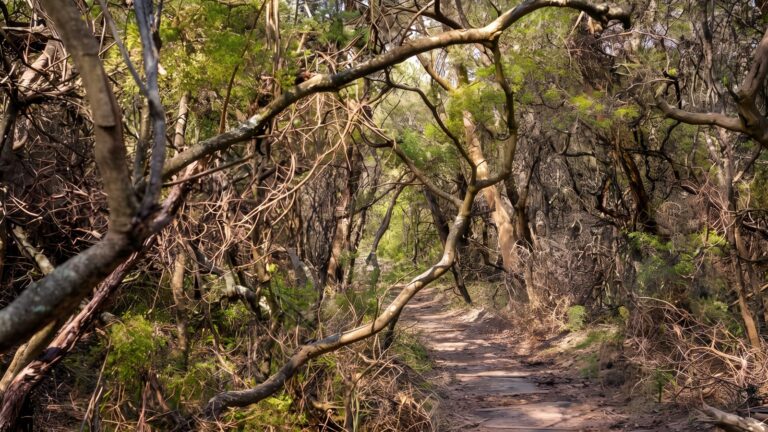 Lyrebird dell walking track (1. 7km)