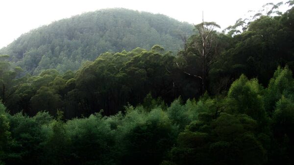 Mount Dom Dom Hermitage Track (13.5km) Mount dom dom hermitage track (13. 5km)