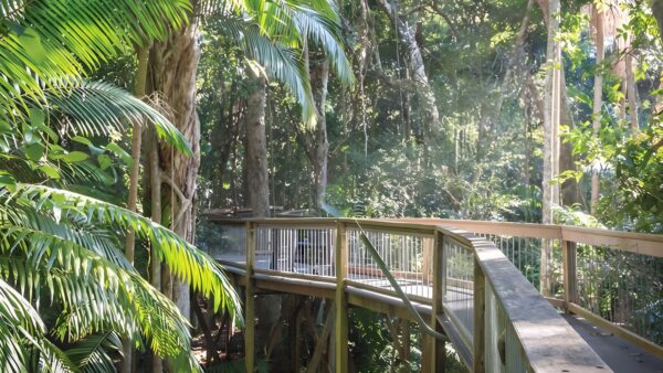 Sea Acres Rainforest Boardwalk (1.3km) Sea acres rainforest boardwalk (1. 3km)