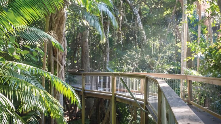 Sea Acres Rainforest Boardwalk (1.3km) Sea acres rainforest boardwalk (1. 3km)