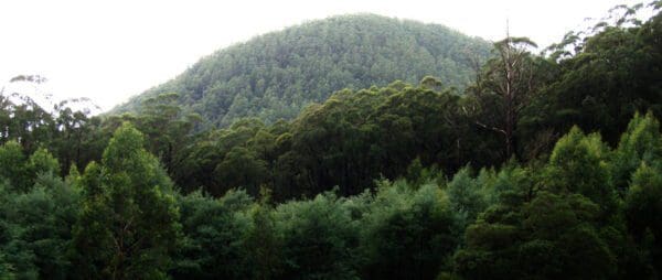 Hikes Trail hiking mount dom dom hermitage track 600x254